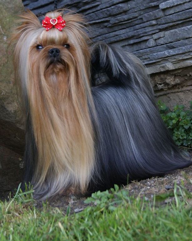  The Lion King Stribrne Prani &mdash; Labaza DogPedigree YorkshireTerrier